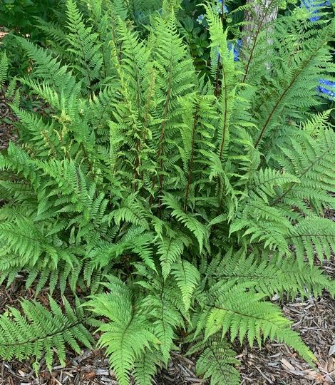 Athyrium filix-femina subsp. angustum f. rubellum 'Lady in Red'